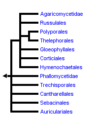 taxon links