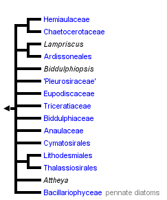 taxon links