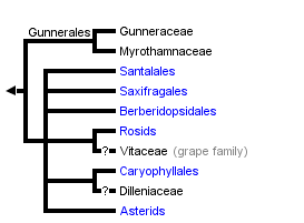 taxon links