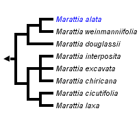 taxon links