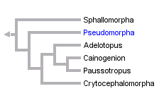 taxon links