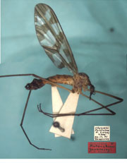 Protanyderus yankovskyi holotype