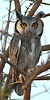 White-faced Owl, Ptilopsis leucotis