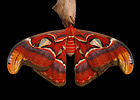 Atlas moth (Attacus atlas)