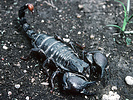 Scorpion, Pandinus sp., Tanzania