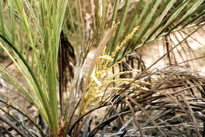 Butia paraguariensis