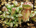 Albany pitcher plant, Cephalotus follicularis