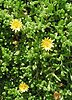 Delosperma lineare