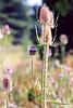 Fuller's teasel, Dipsacus fullonum