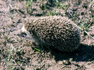 African hedgehog