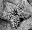 Hudsonaster, an early asteroid from the Ordovician