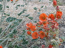 desert globe mallow in bloom in Joshua Tree National Park