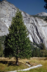 California Incense Cedar