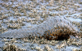 Cape pangolin