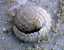 Cape pangolin