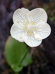 California Grass-of-Parnassus, Parnassia californica