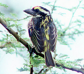 Red-fronted Barbet