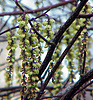 Stachyurus chinensis