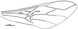 Gasteruption sp. forewing 