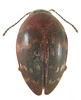 Zearagytodes maculifer