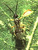 Microgastrine braconid adult female