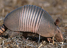 Armadillo