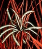 Feather star