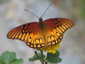 Mexican Silverspot