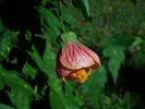 Malvaceae