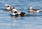 long tailed ducks