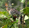 hoatzin