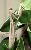 Mantis religiosa