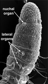 Nuchal organ and lateral organs of an annelid