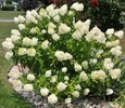 Tree Hydrangea (Hydrangea paniculata 'Limelight')