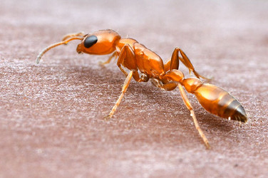 Pseudomyrmex apache, worker