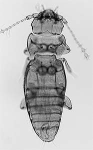 Ptinella habitus