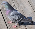 Rock Dove (Columba livia)