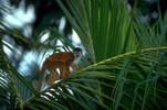 Squirrel monkey (Platyrrhini)