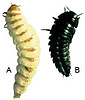 Larvae of A) Nicrophorus sp. B) Silphinae gen. sp. 
