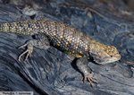 desert spiny lizard